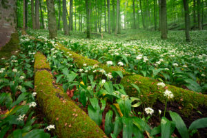 Europe, Germany, Bavaria, Aschau am Inn, Wild Garlic Field in Forest, Europe, Germany, Bavaria, Aschau am Inn, Wild Garlic Field in Forest,